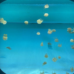 Meet your Posher, Melanie